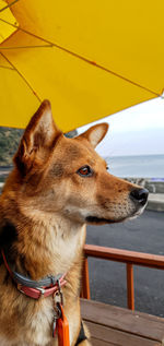 Close-up of a dog looking away