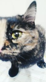 Close-up portrait of cat