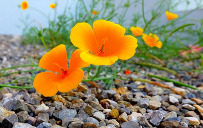 Close-up of yellow flower in field