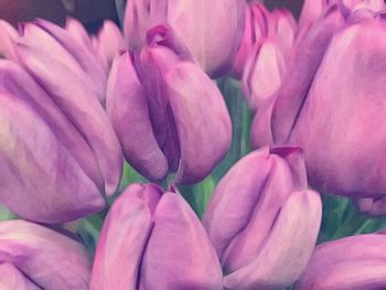 Close-up of pink flower