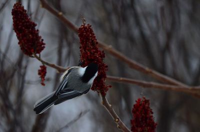 Close-up of bird perching on branch