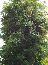 Low angle view of trees