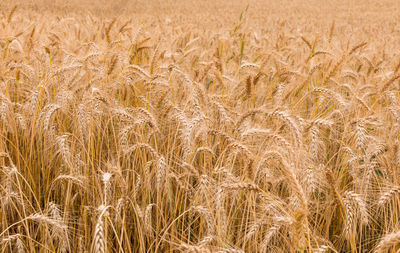 Full frame shot of wheat field