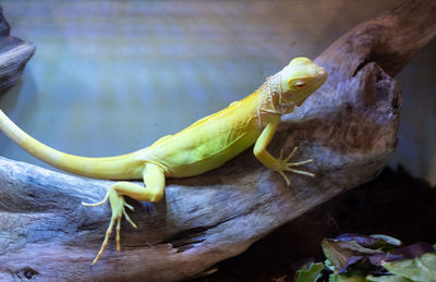 Close-up of lizard on rock