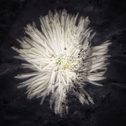 Close-up of white flowers