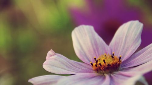 Close-up of purple flower