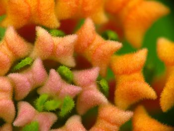 Close-up of orange leaves