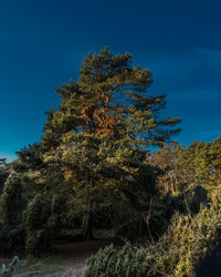 Low angle view of trees against clear blue sky