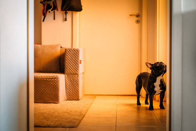 French bulldog looking at kitchen door