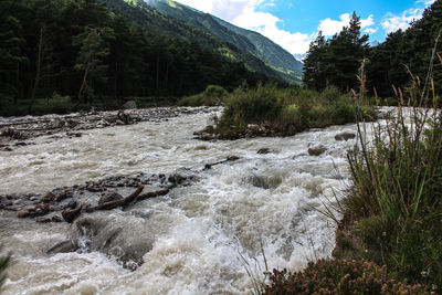 Scenic view of river stream amidst trees in forest