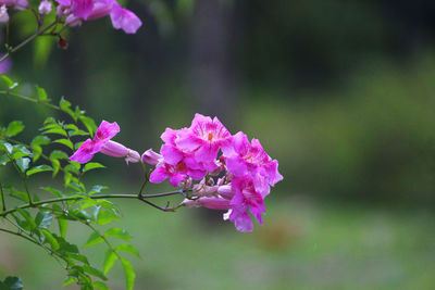 Close-up of pink flowering plant