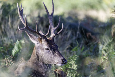 Close-up of deer in forest