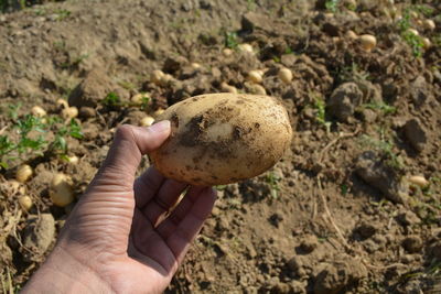 Close-up of hand holding bread