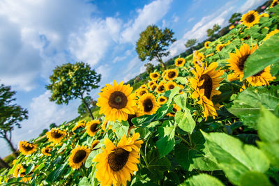 Close-up of sunflower field