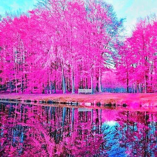 tree, water, pink color, reflection, flower, lake, beauty in nature, growth, nature, tranquility, tranquil scene, built structure, scenics, park - man made space, plant, architecture, sky, branch, waterfront, pond