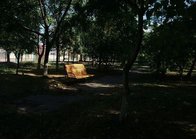 Shadow of trees on ground