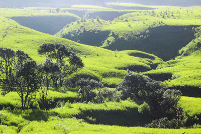 Scenic view of agricultural field