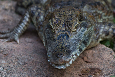 Close-up of crocodile in water