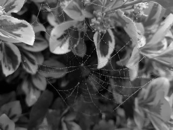 Close-up of wet spider web