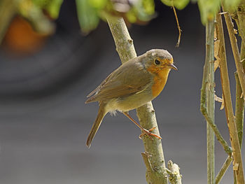 Close-up of bird perching on a branch