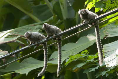 Low angle view of tamarin monkeys against tree