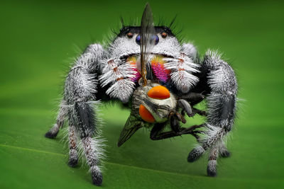 Close-up of spider