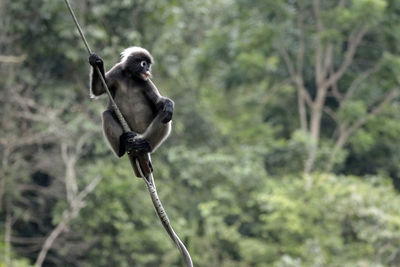 Monkey sitting on branch in forest