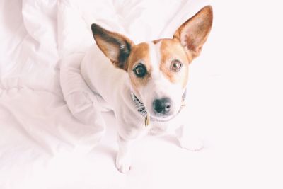 Portrait of cute dog on bed