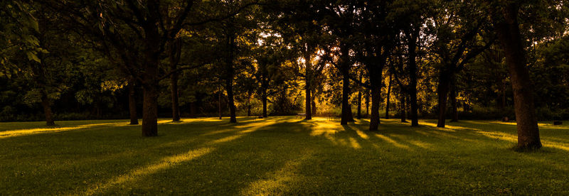 Trees on landscape at night