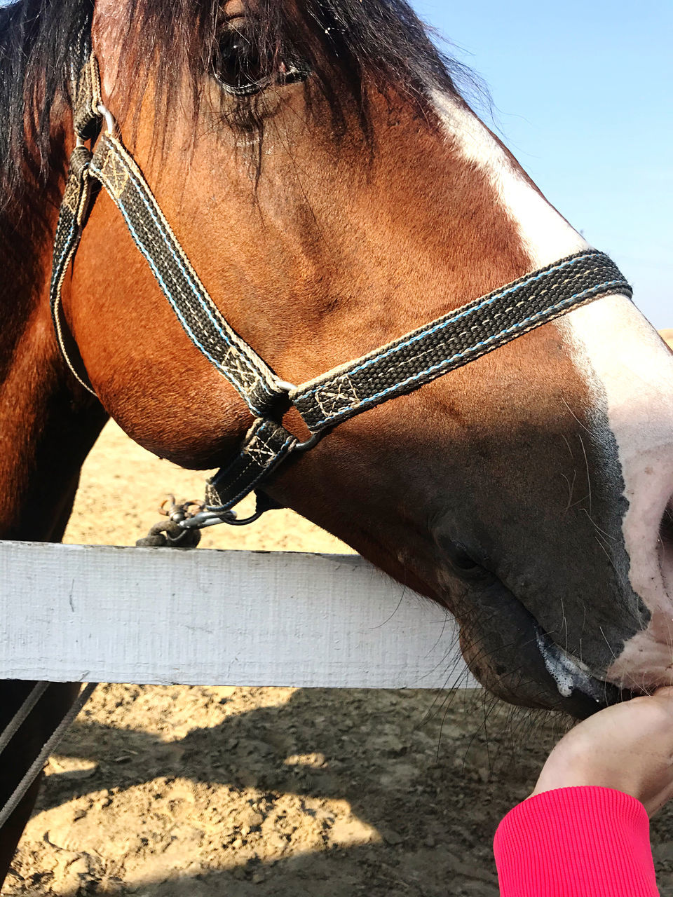 animal, animal themes, mammal, horse, domestic animals, animal wildlife, livestock, one animal, pet, nature, brown, sunlight, halter, day, animal body part, bridle, herbivorous, mane, rein, animal head, close-up, working animal, land, outdoors, stallion, sky, equestrian sport, no people, side view