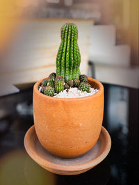 Close-up of potted plant on table