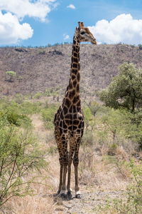 Giraffe standing against plants