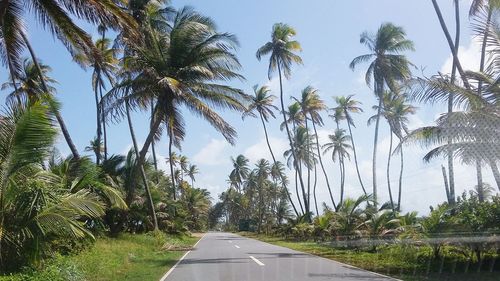 Empty road amidst palm trees