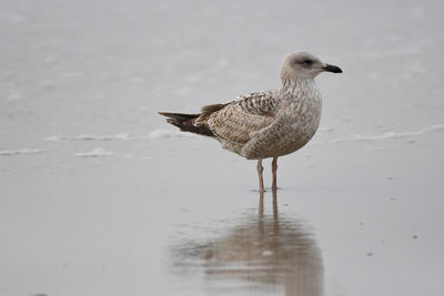 Close-up of bird on the beach