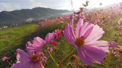 Close-up of pink cosmos flower on field