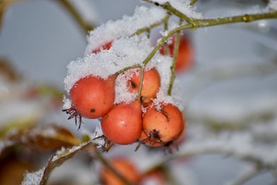 Close-up of frozen berries on tree