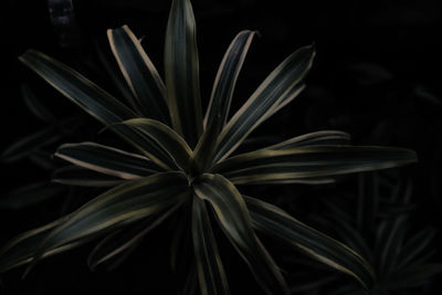 Close-up of flowering plant against black background