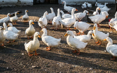 Domestic white goose on a rural farmyard on a autumn day