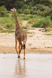 Giraffes standing on beach