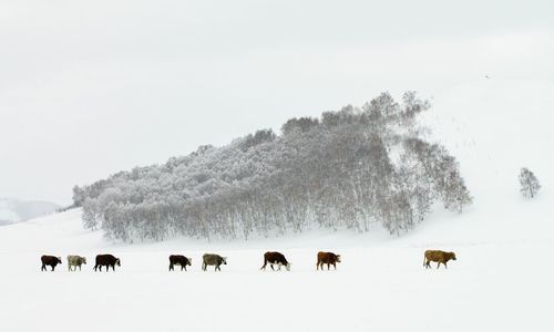 Cows on snow covered landscape against clear sky