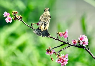 Butterfly perching on pink flower