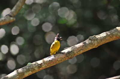 Close-up of bird perching on branch