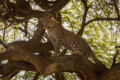 Leopard on tree trunk