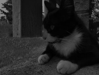 Close-up of cat looking away