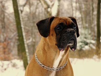 Close-up portrait of a boxer dog in winter