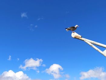 A bird watching the fuzz around in the port of ushuaia, as a passenger vessel arrives