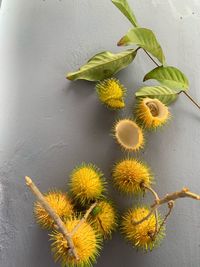 Close-up of yellow flowering plant against wall