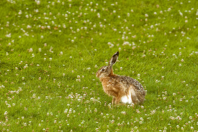 Cute brown rabbit in the field