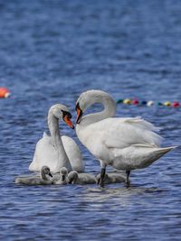 Swan family in the ocean