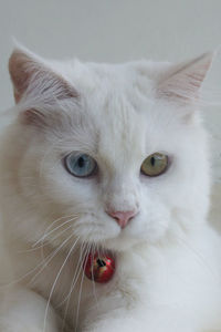 Close-up portrait of cat